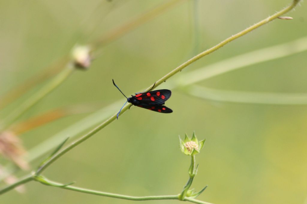 Zygaena transalpina? S�